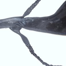 White pussy stains on panties  